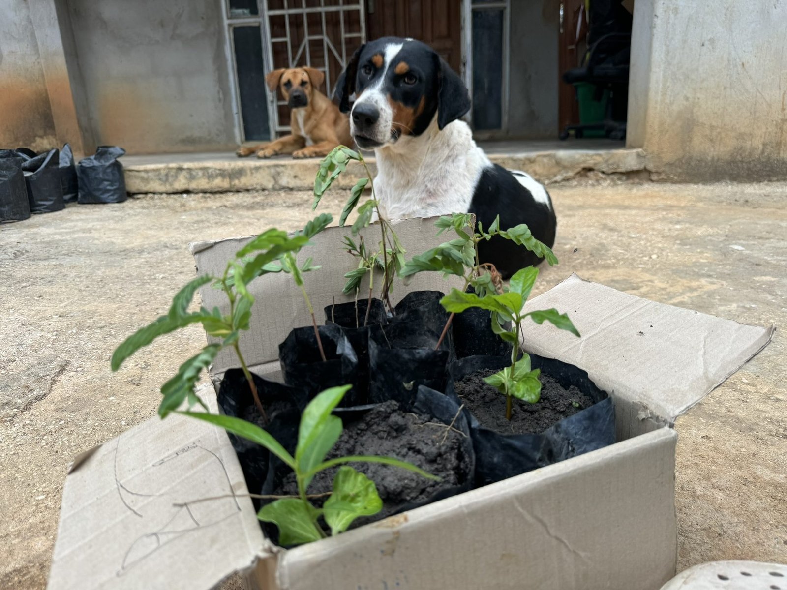 Mixed baobab and tamarind seedlings