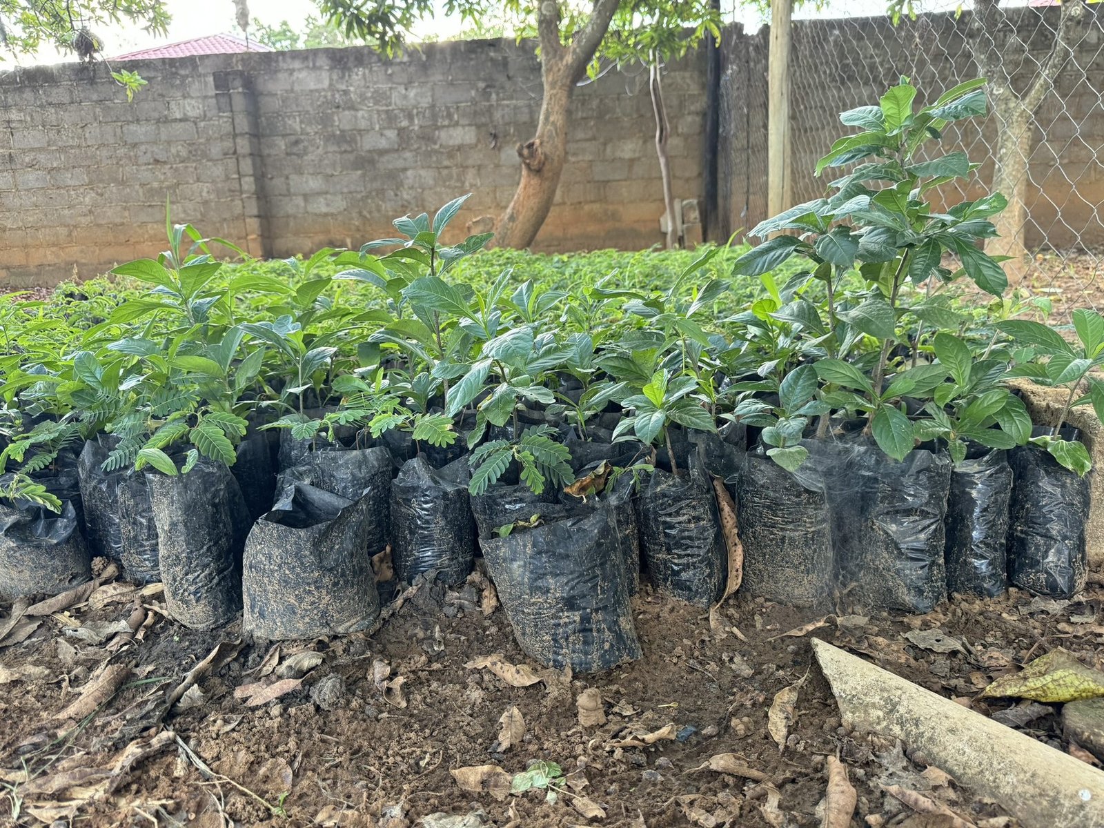 Baobab and tamarind growing side by side