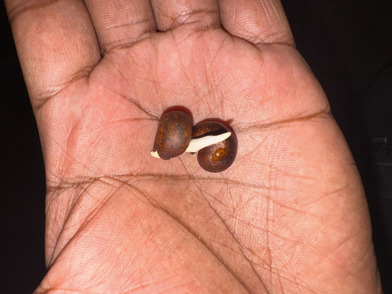 Baobab seed germinating — radicle emerging