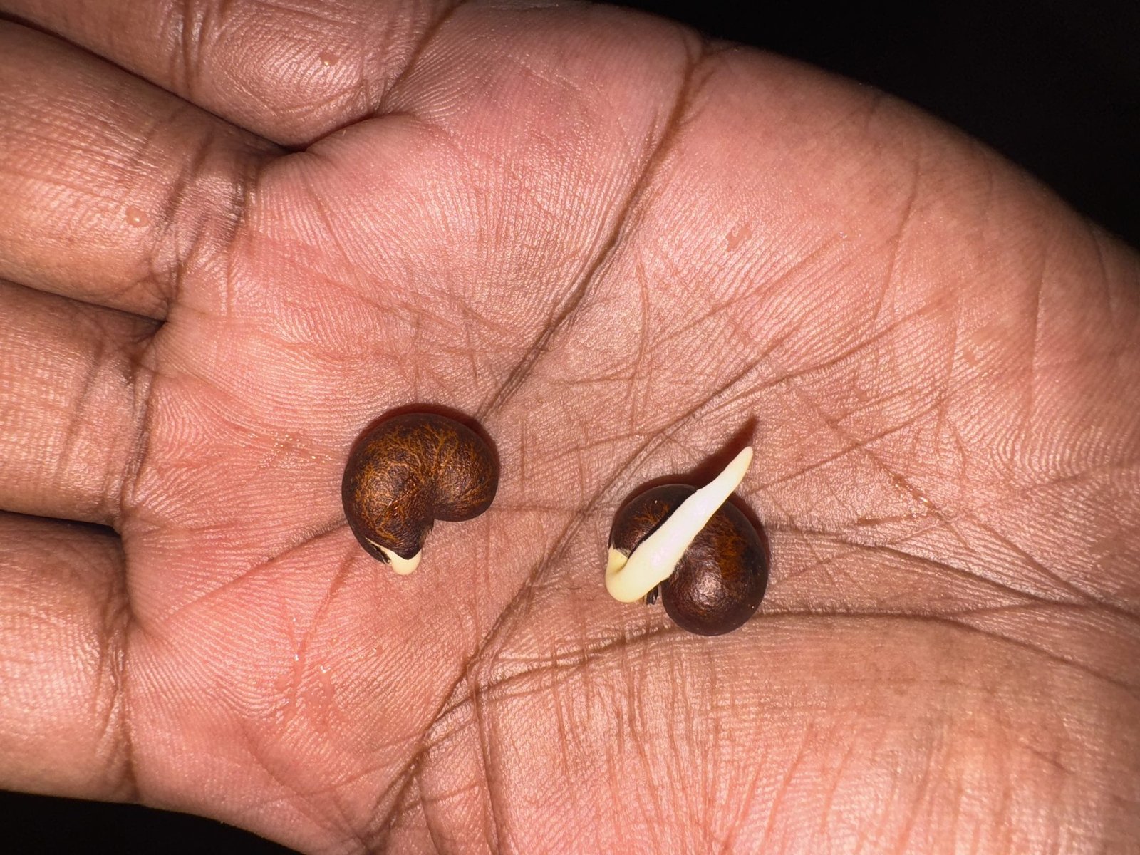 Two baobab seeds germinating in hand