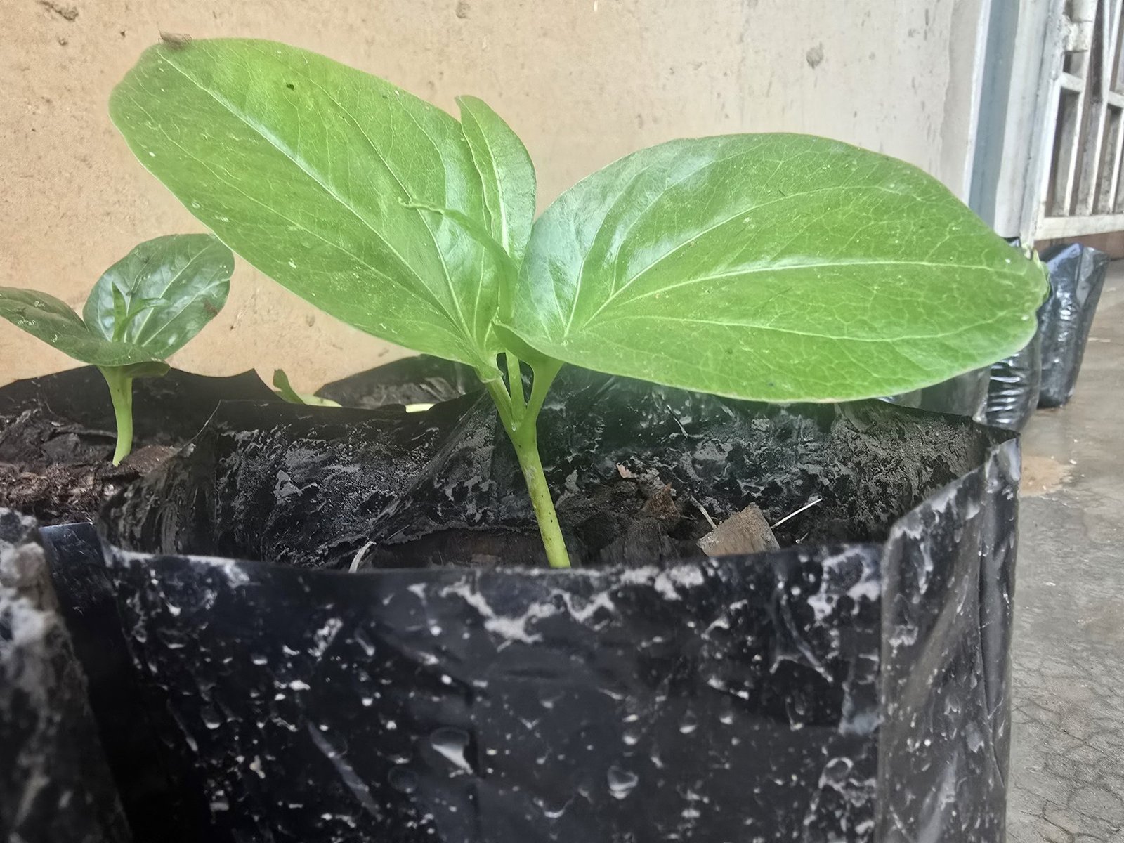 Tiny baobab seedling emerging from soil