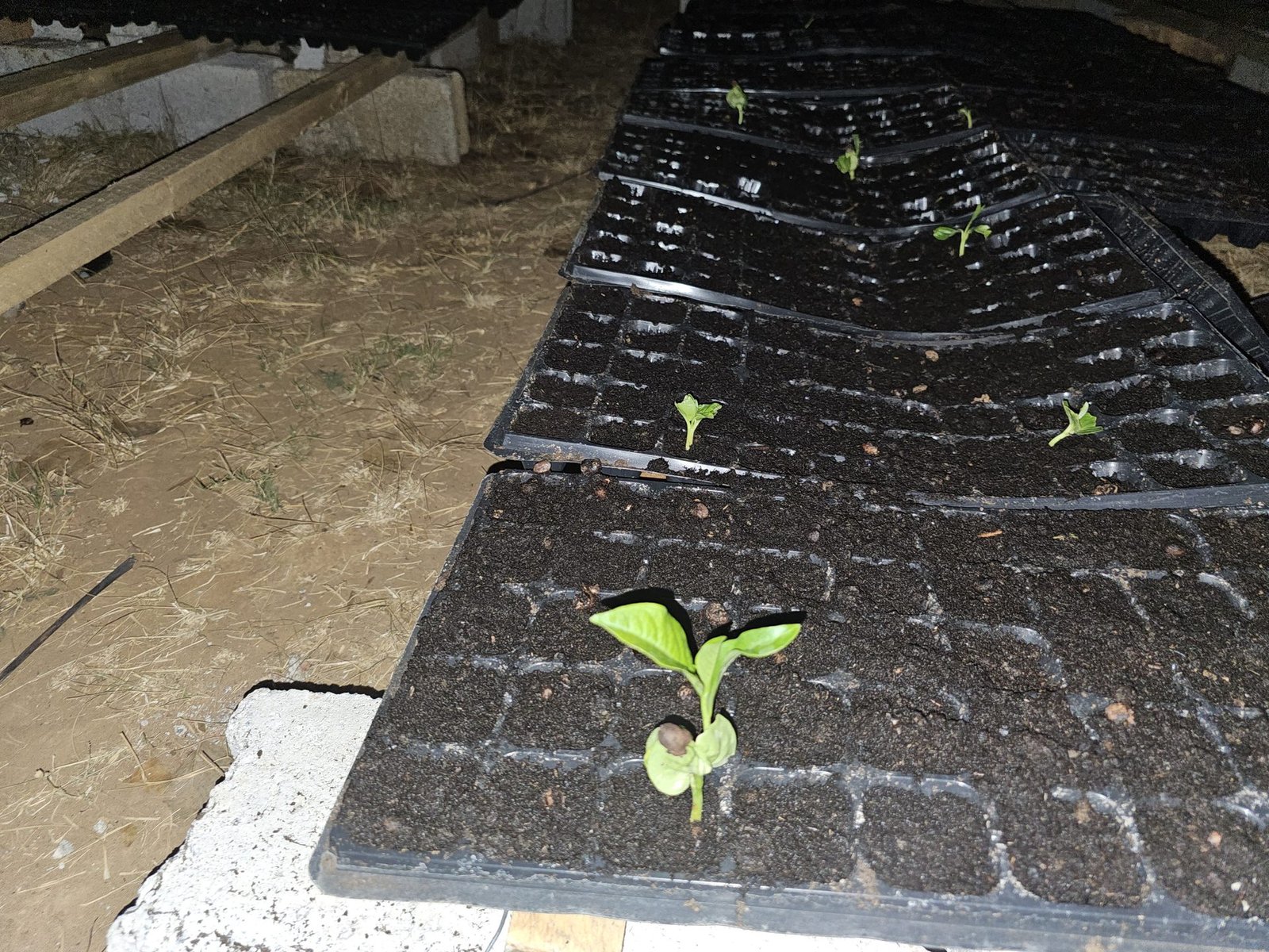 Baobab seedling germinated in grow bag