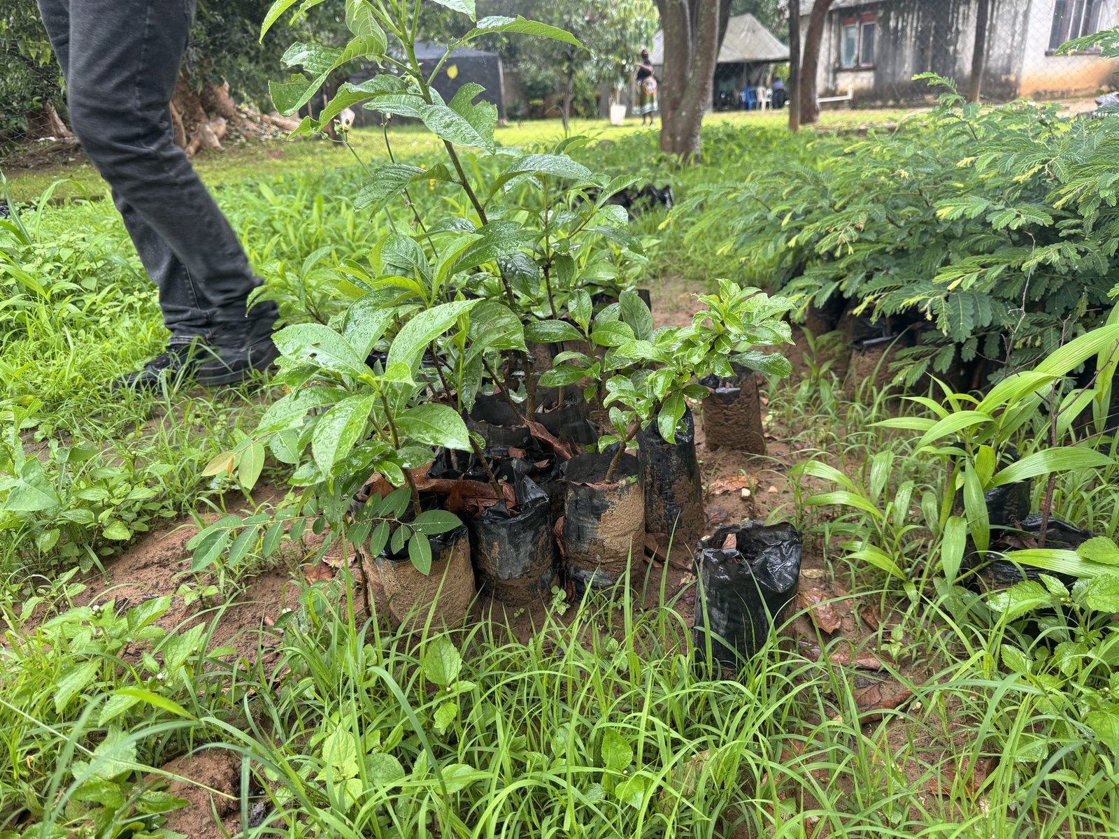 Baobab seedling handover — community event
