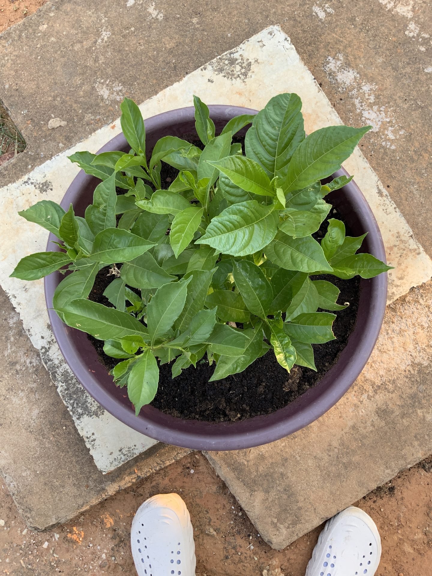 Young baobab seedlings in grow bags