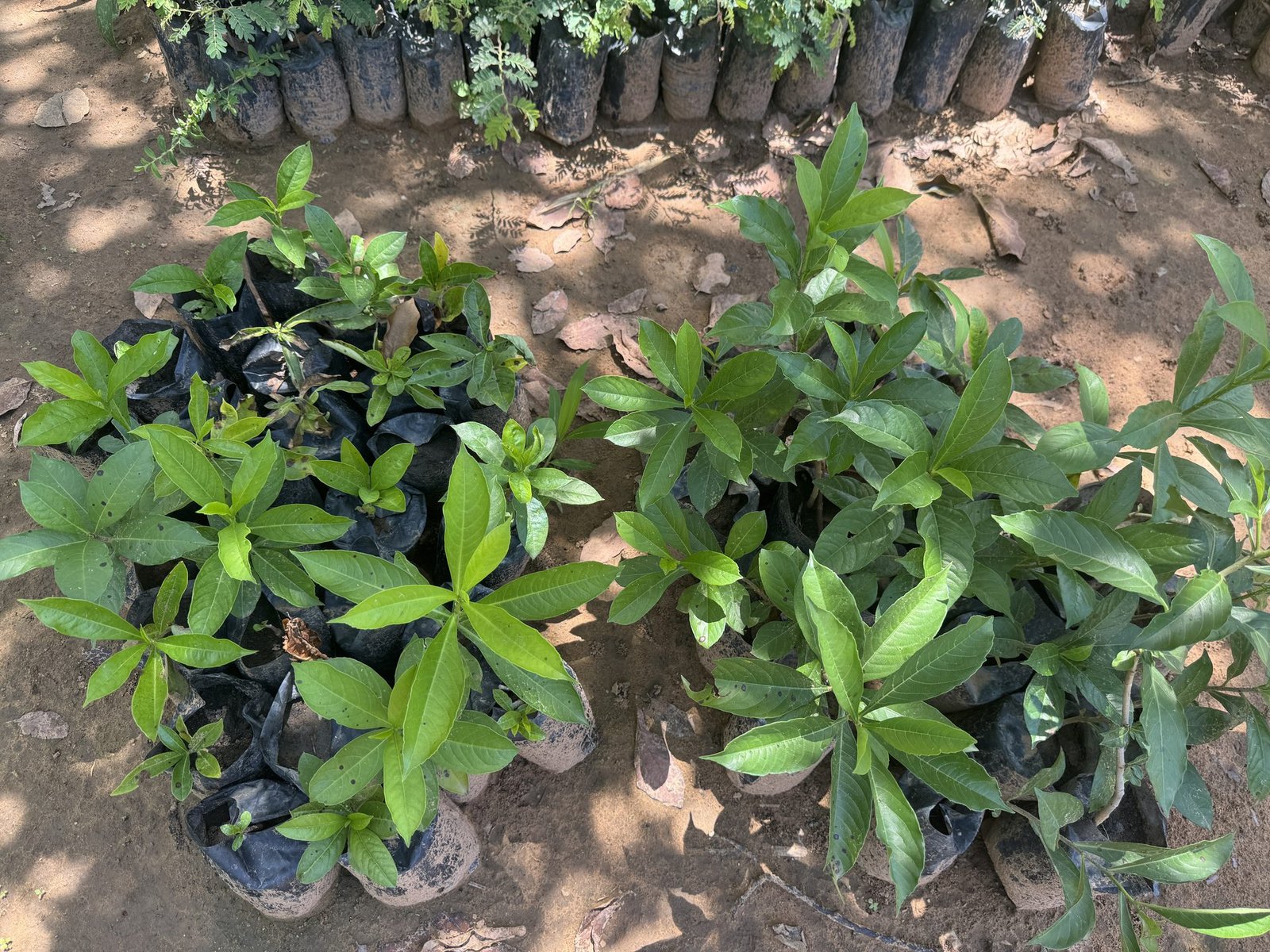 Baobab seedlings close-up