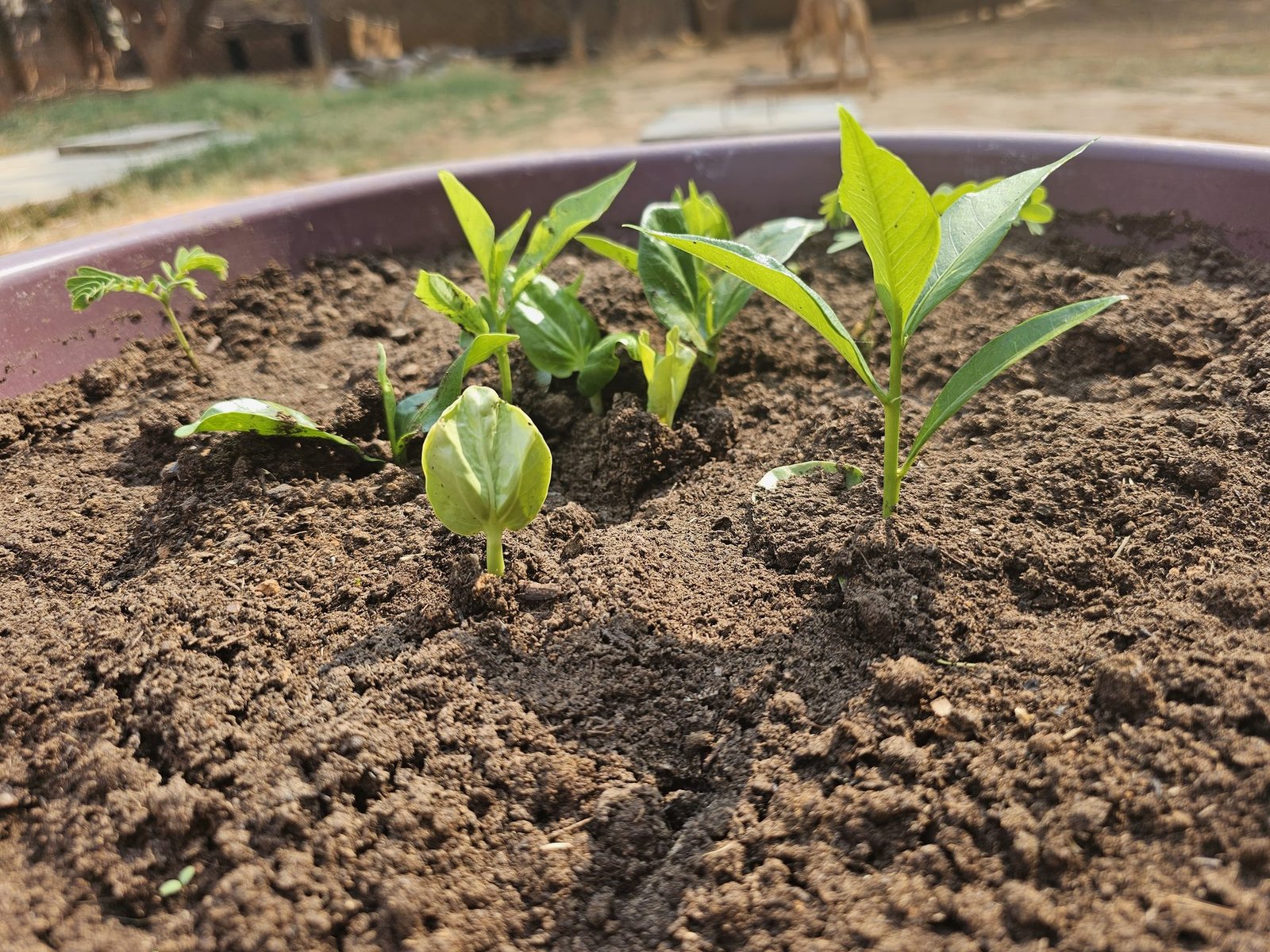 Baobab seedlings in grow bags — young plants