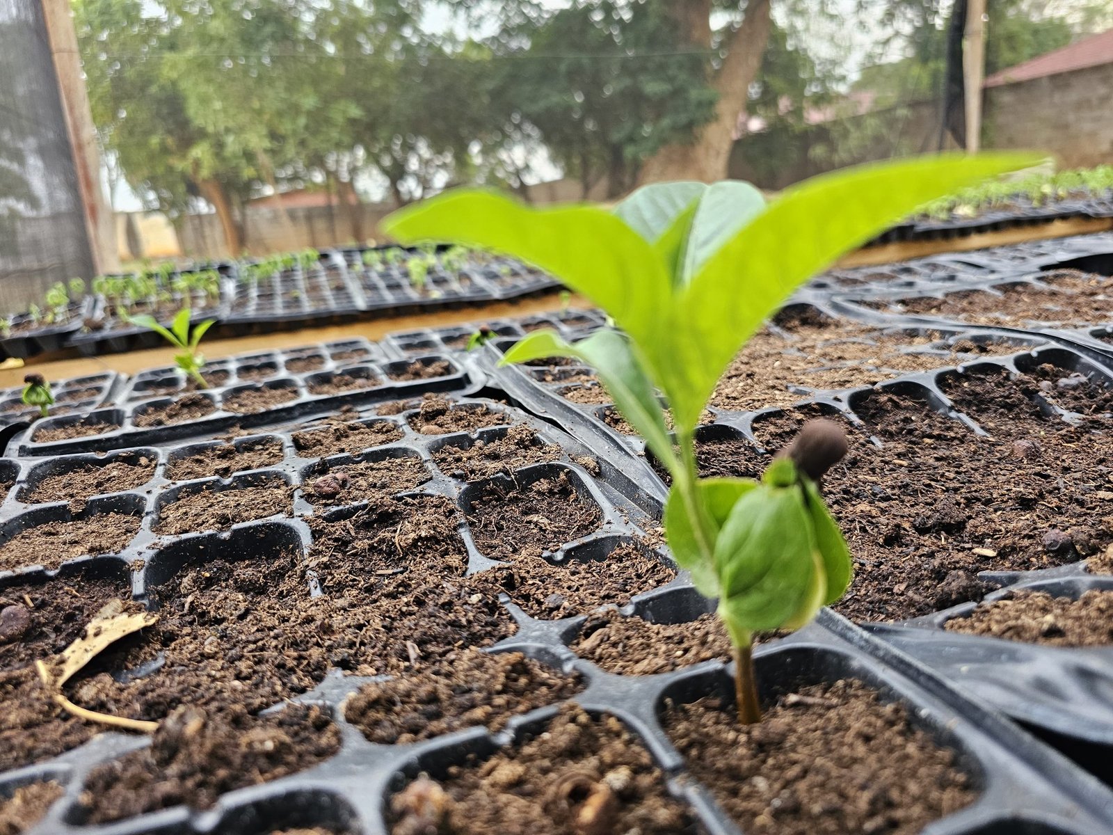 Baobab seedling in grow bag — healthy and strong