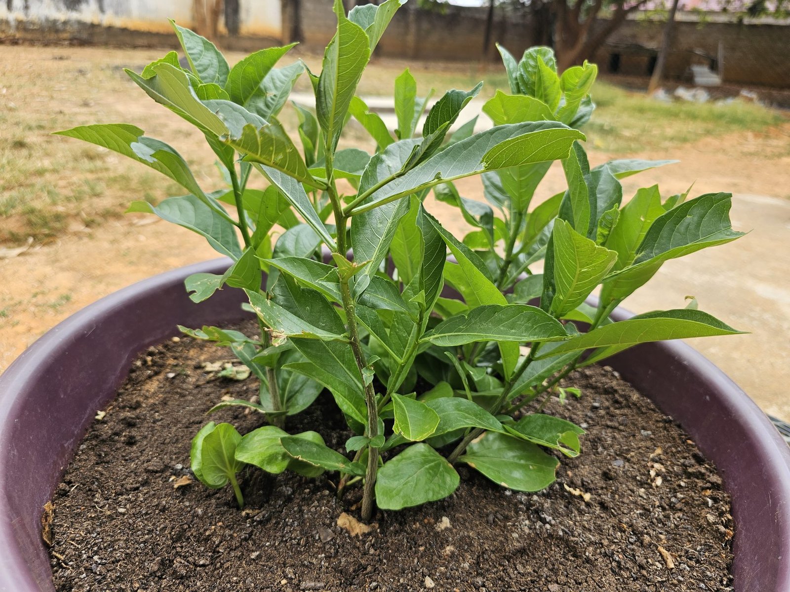 Baobab seedlings all grown up — ready to distribute