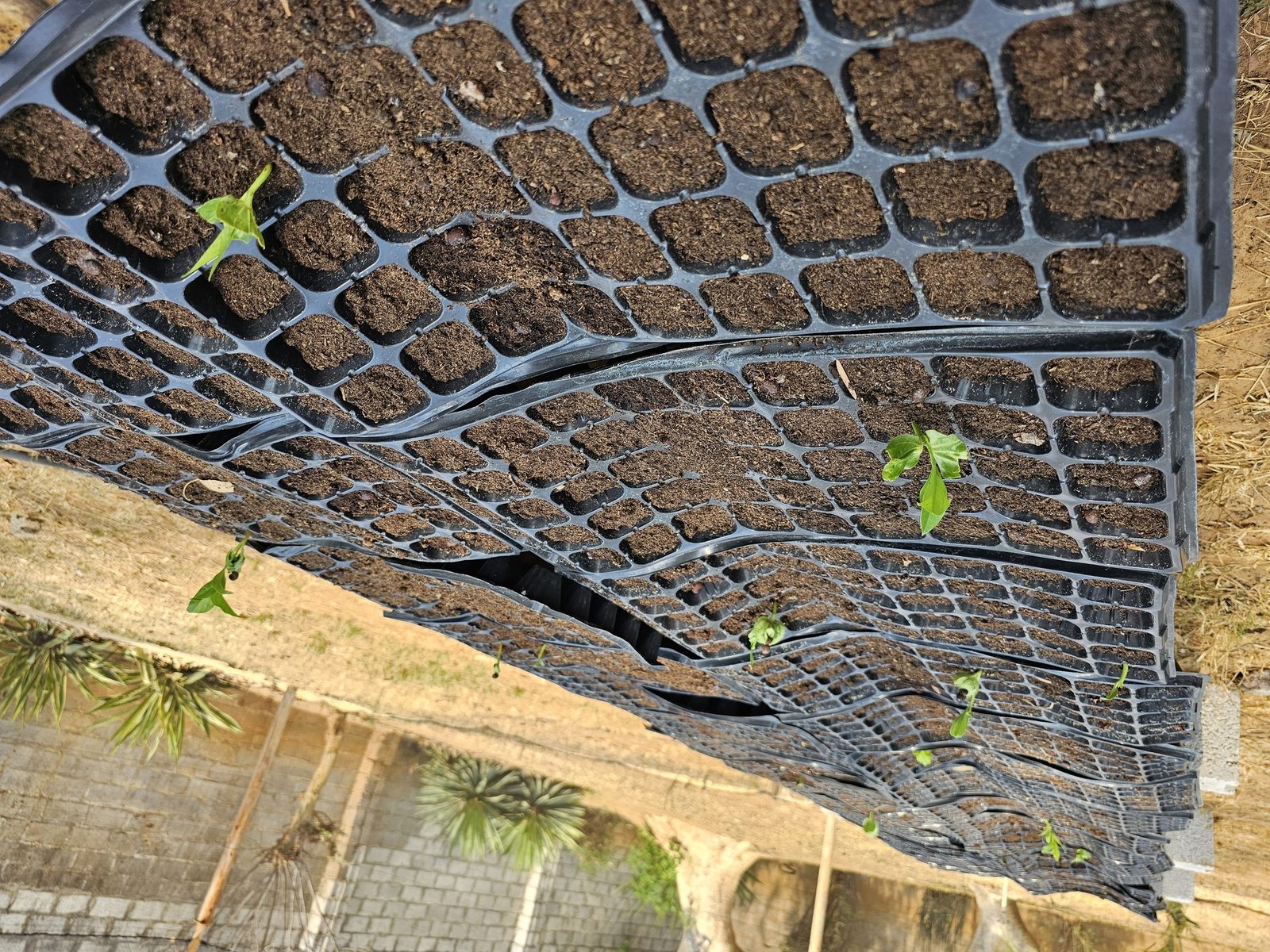 Rows of germination trays with baobab seedlings