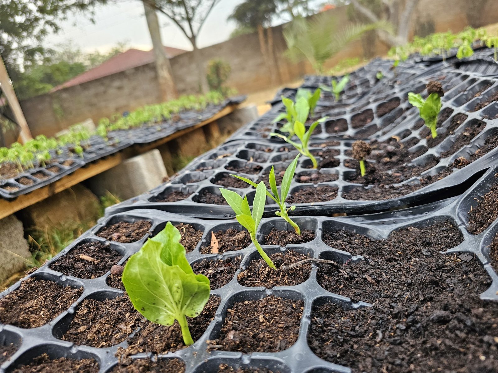 Close-up of baobab seedlings emerging in trays
