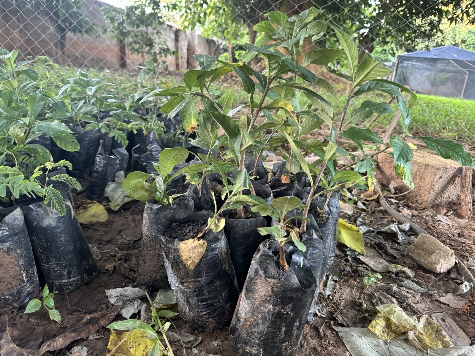 Healthy baobab seedlings in nursery