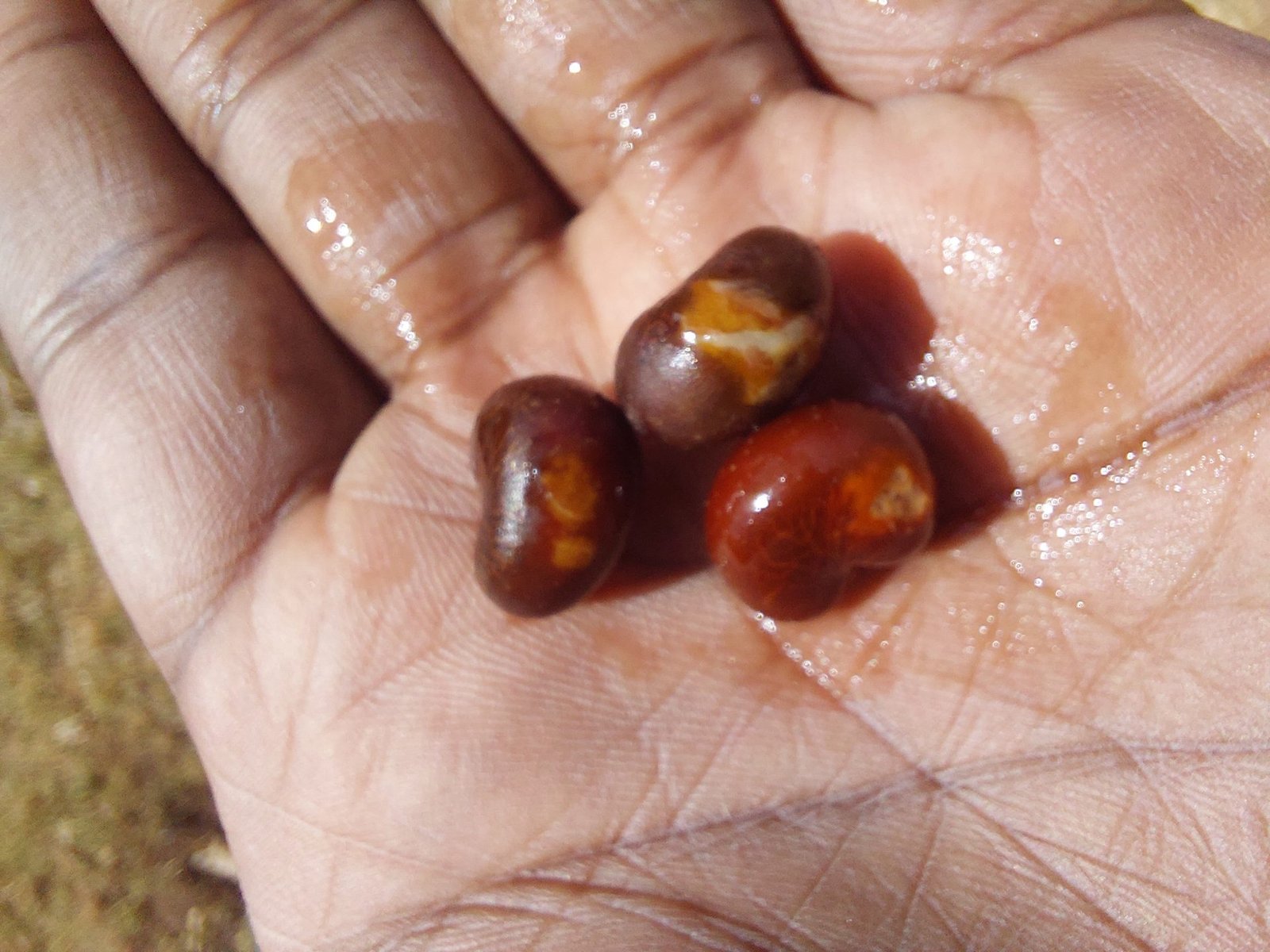 Fresh baobab seeds — shiny and ready to germinate