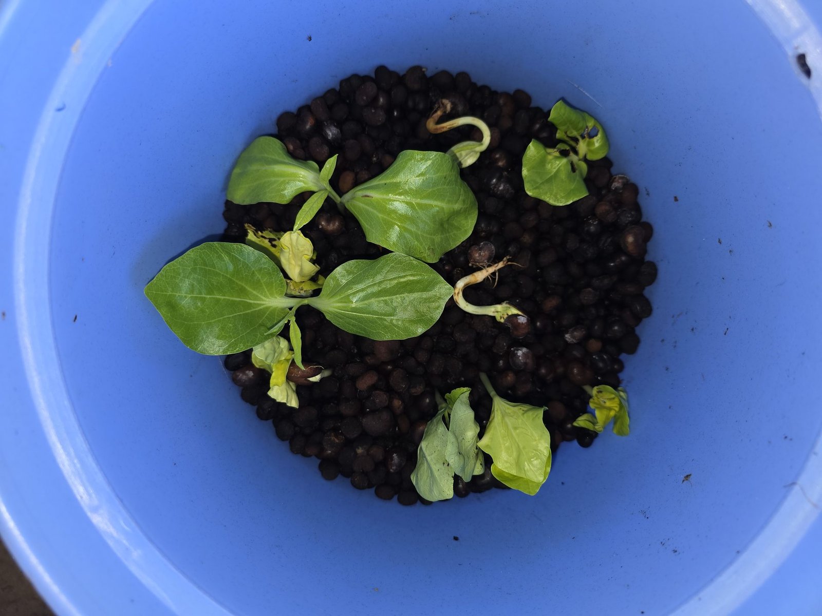 Baobab seedling germinating in blue bucket