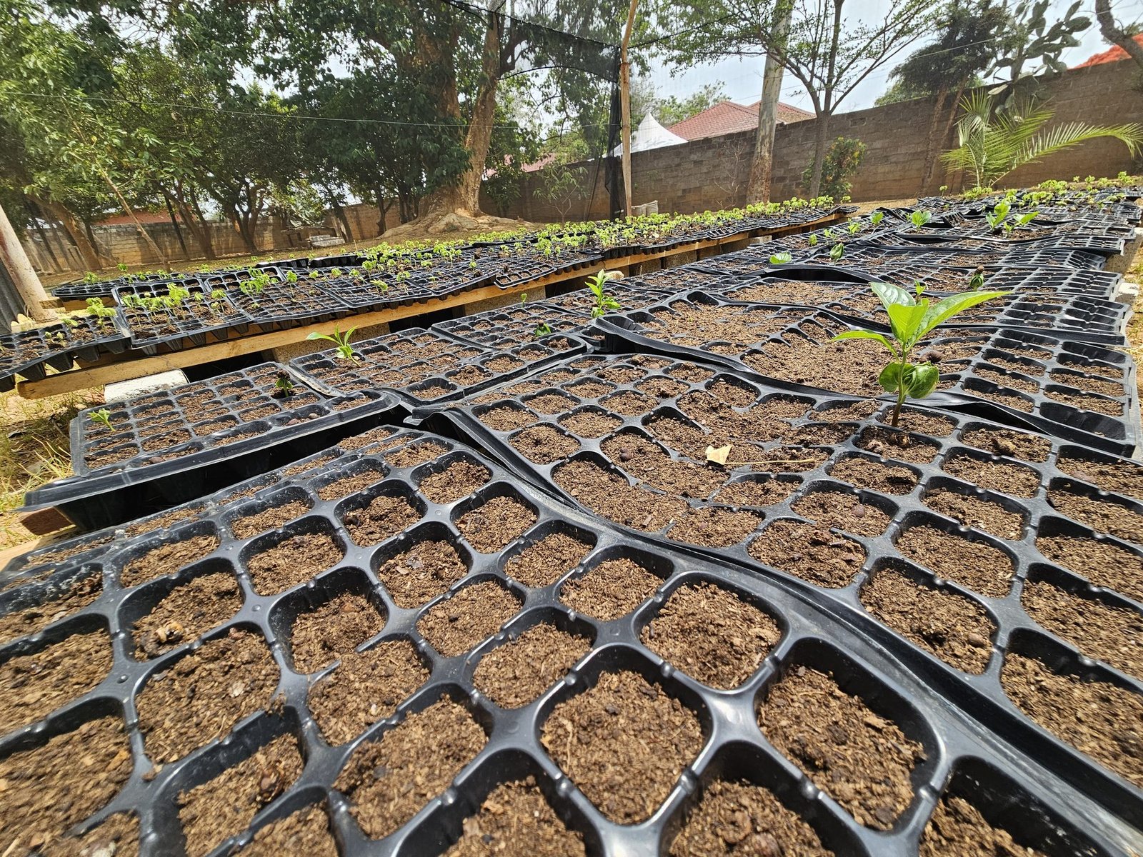 Single baobab seedling pushing through tray