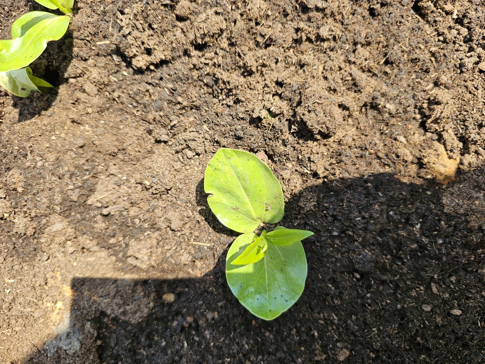 Baobab germinating — first leaves unfolding