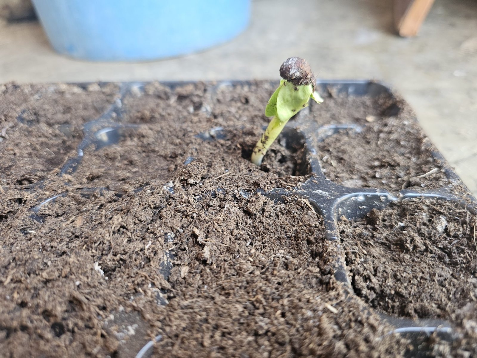 Young baobab seedling in tray — leaves unfolding