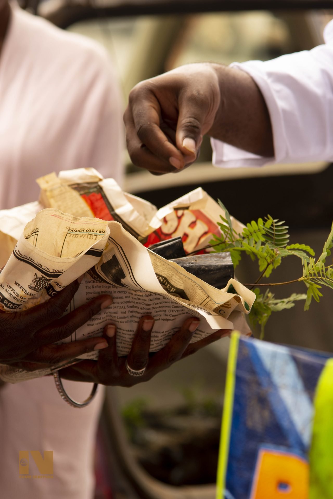 Close-up of seedlings wrapped in newspaper for transport home