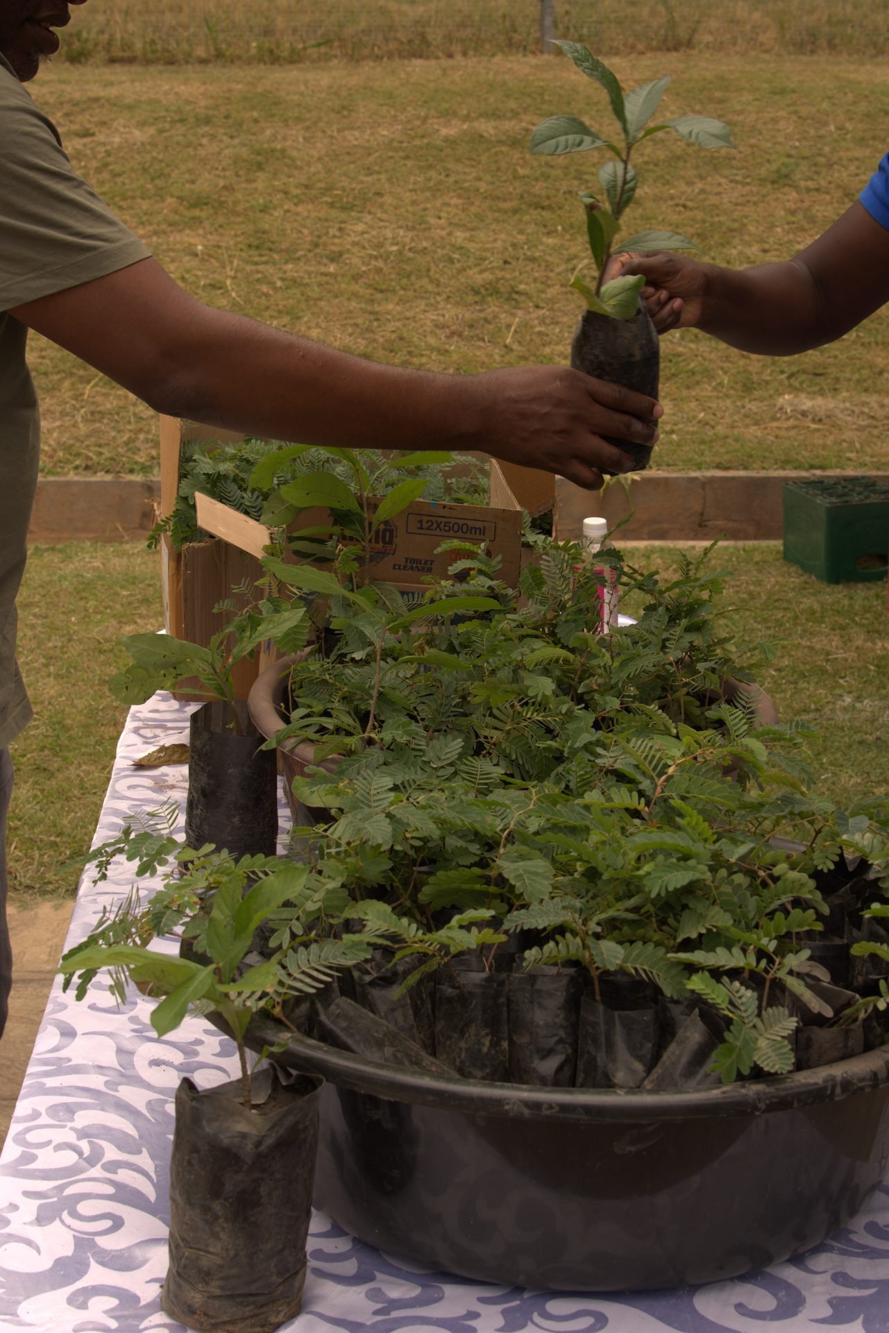 Ndola community member with their new tree