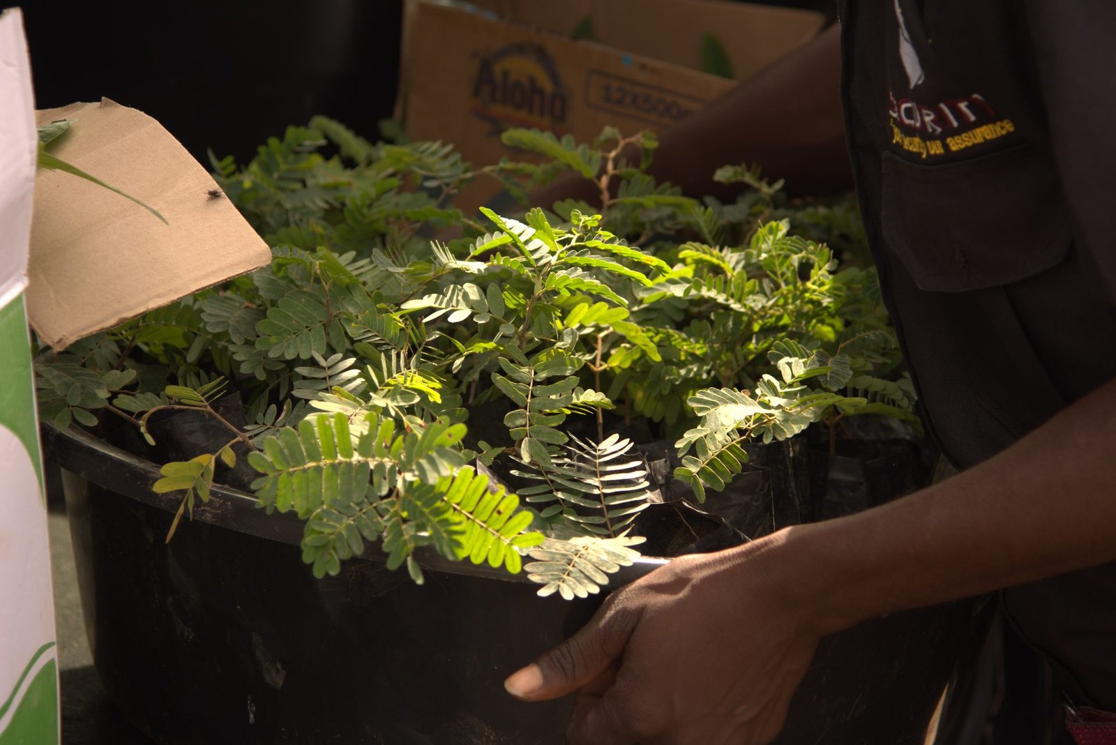 Ndola giveaway — seedlings being handed out