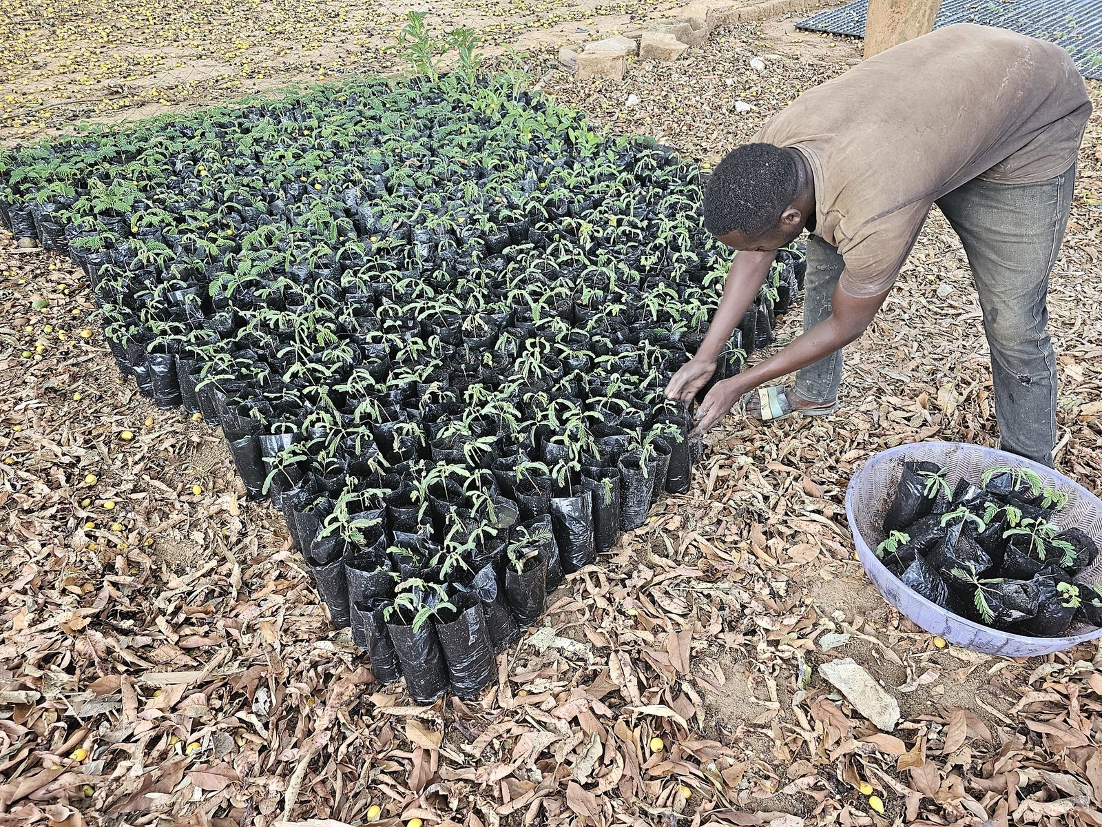 Nursery worker tending seedlings