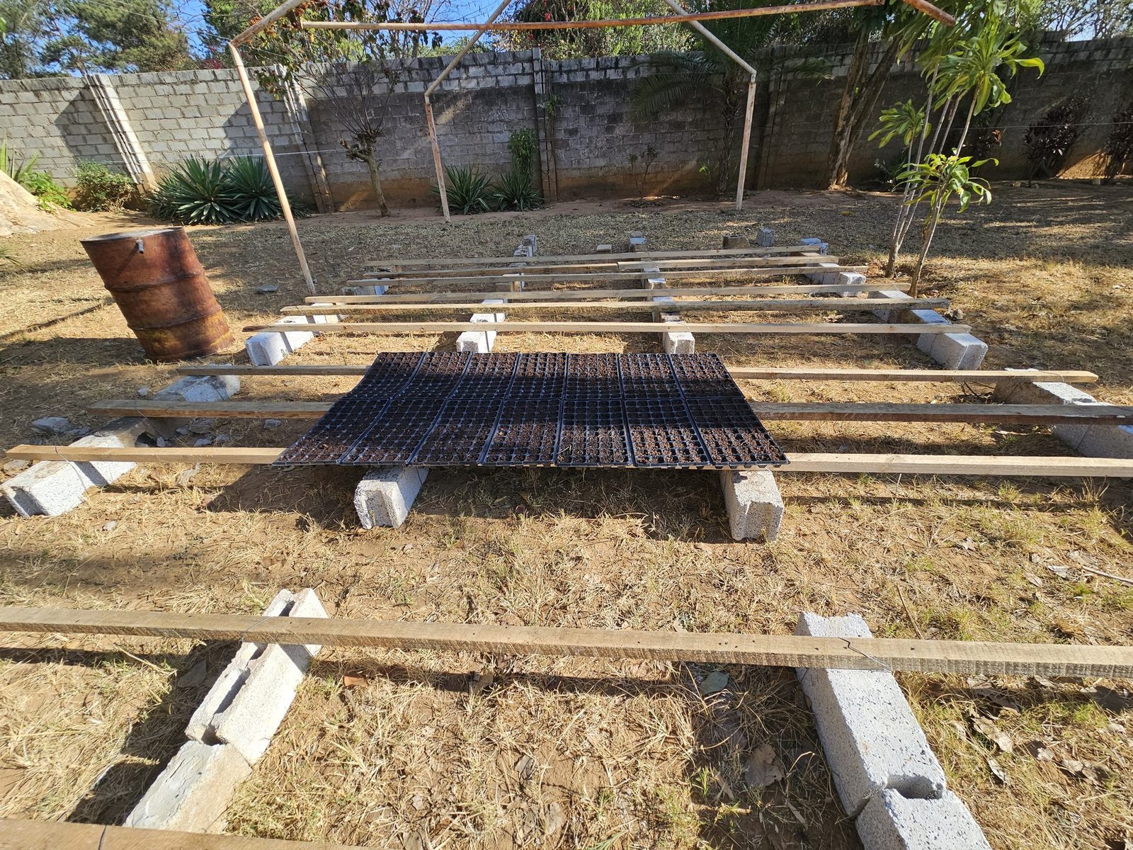Nursery at full capacity — seedlings in trays