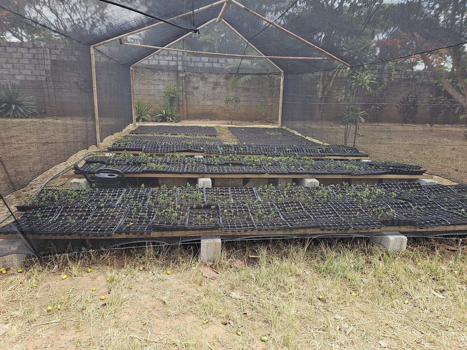 Nursery full of seedlings at production