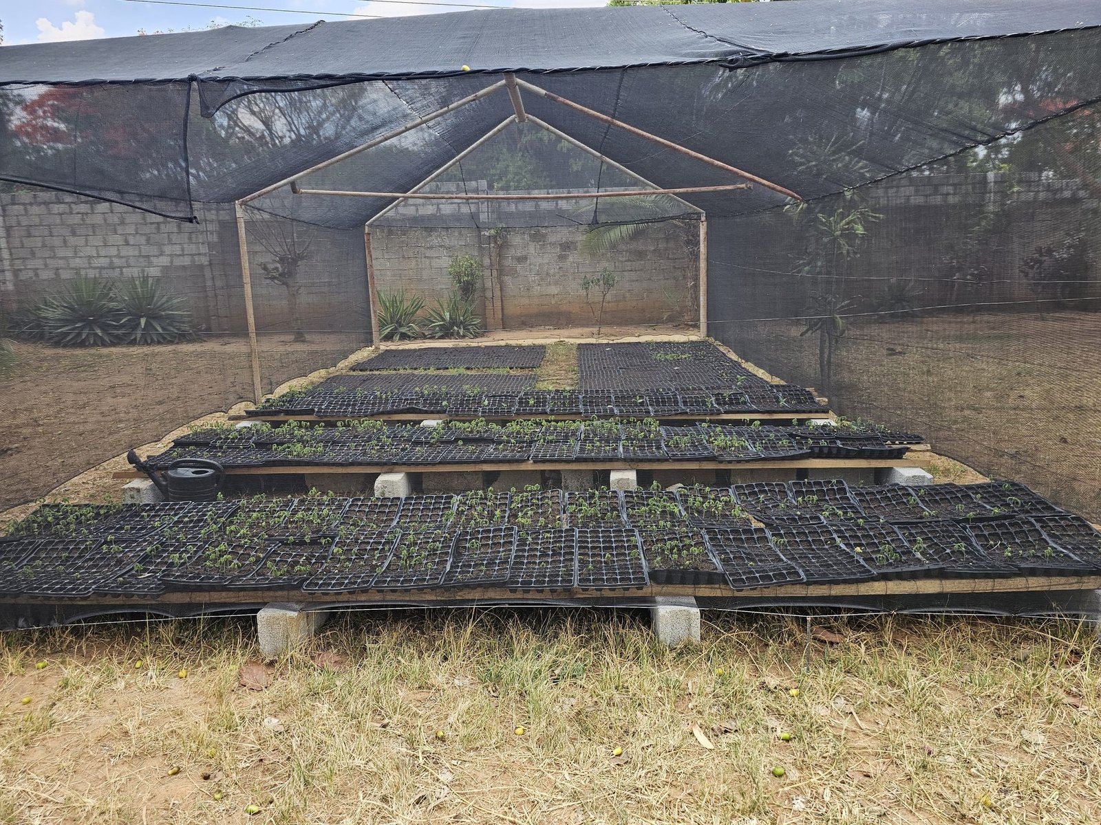 Completed shade house — trays going in
