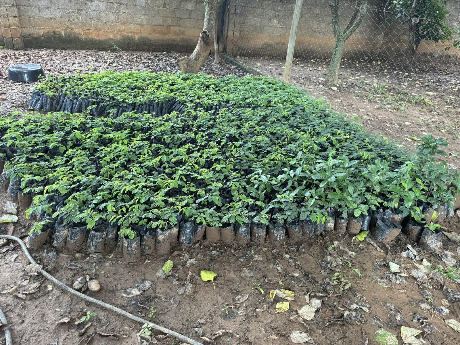 Thousands of tamarind seedlings in nursery beds