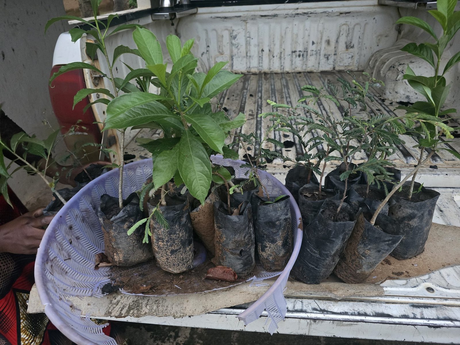 Baobab and tamarind seedlings on pickup truck flatbed