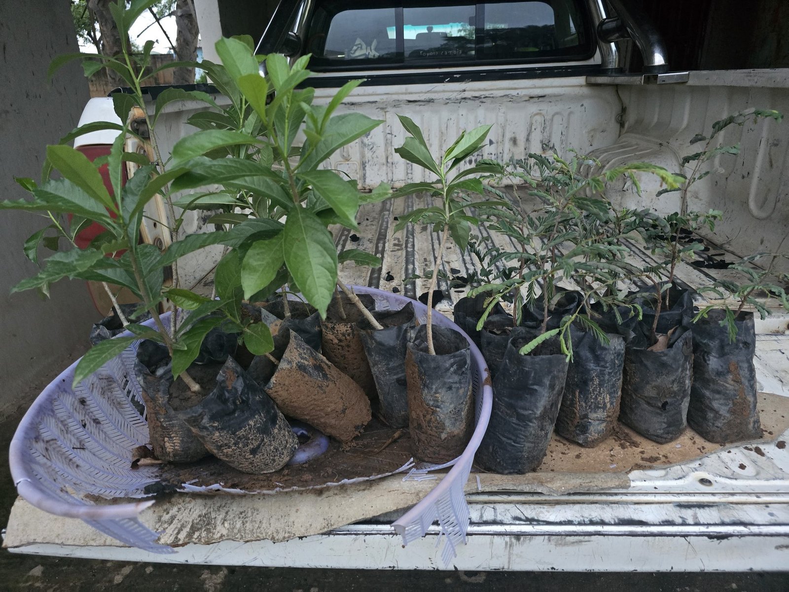 Close-up of mixed seedlings ready for collection
