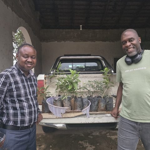 Baobab & Tamarind seedling collection