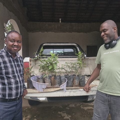 Baobab & Tamarind seedling collection