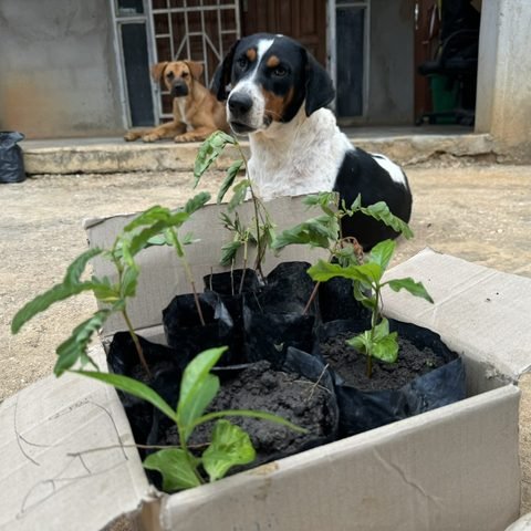 Baobab & Tamarind seedlings ready for distribution