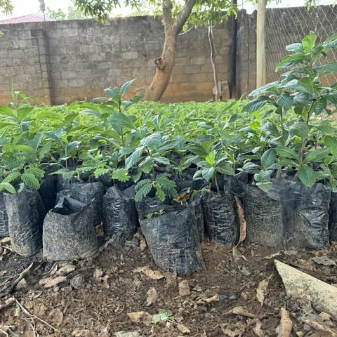 Baobab & Tamarind seedlings ready for distribution