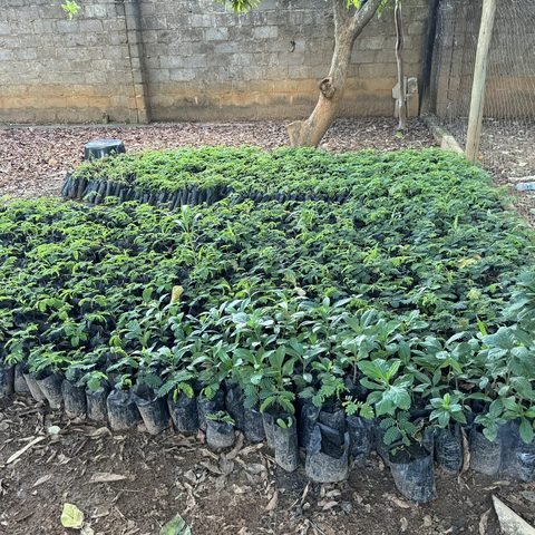 Baobab & Tamarind seedlings ready for distribution