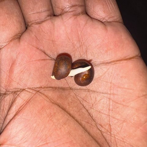 Baobab seeds germinating