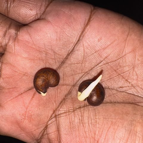 Baobab seeds germinating