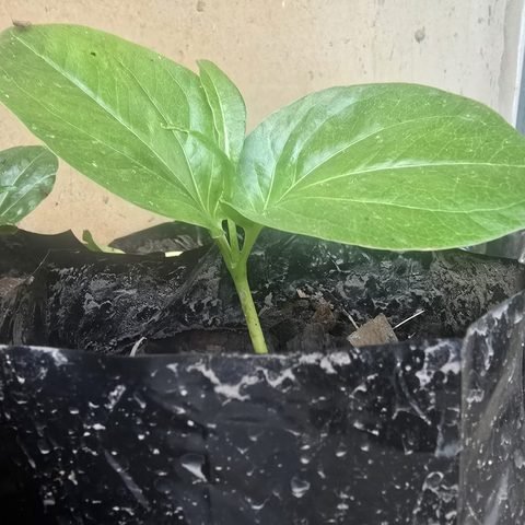 Baobab germination in progress