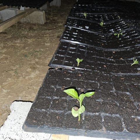 Baobab germination in progress