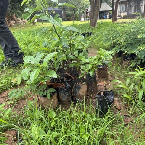 Baobab seedling giveaway