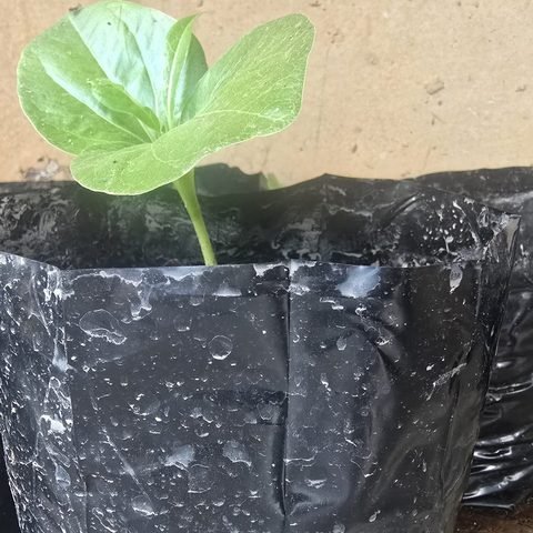 Germinated Baobab seedling