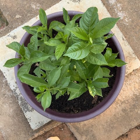 Baobab seedlings