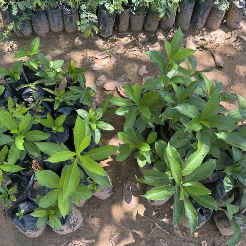 Baobab seedlings