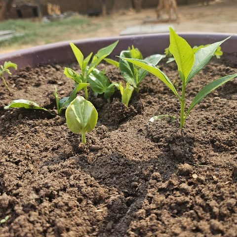 Baobab seedlings