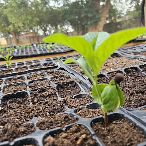 Baobab seedlings