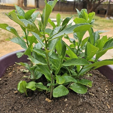 Baobab seedlings — all grown up