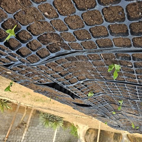 Baobab seedlings in trays