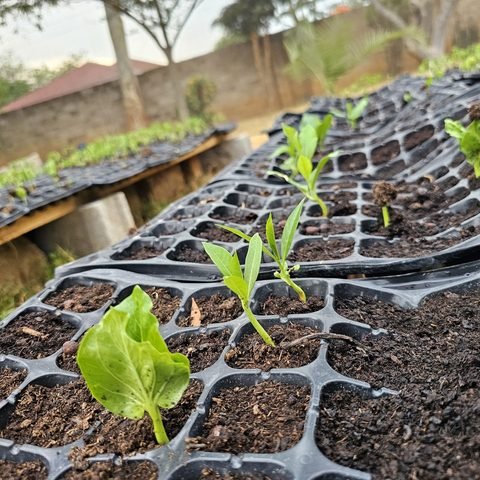 Baobab seedlings in nursery trays