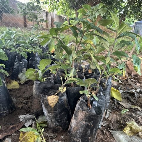 Baobab seedlings — Lusaka nursery