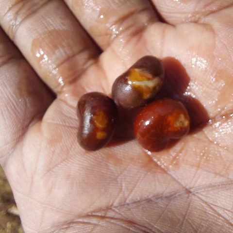 Baobab seeds coming to life